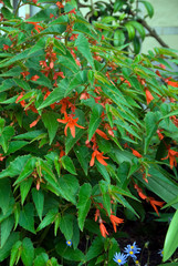 Begonia Boliviensis
