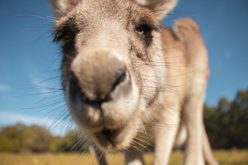 Fototapeta premium Kangaroo face