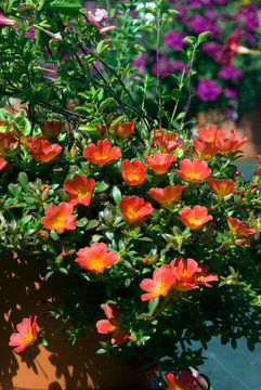 Portulaca - Pourpier