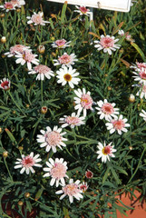 Argyranthemum Frutescens Molimba Helio Monroe White