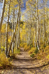 Obraz premium Silver Lake by Solitude and Brighton Ski resort in Big Cottonwood Canyon. Panoramic Views from the hiking and boardwalk trails of the surrounding mountains, aspen and pine trees in brilliant fall autu