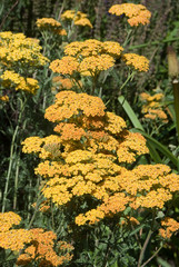 Achillea © HVPM dev