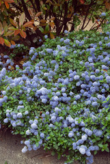 Ceanothus Thyrsiflorus Repens - Ceanothe