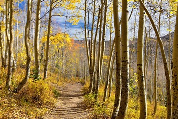 Silver Lake by Solitude and Brighton Ski resort in Big Cottonwood Canyon. Panoramic Views from the hiking and boardwalk trails of the surrounding mountains, aspen and pine trees in brilliant fall autu