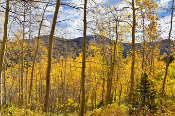 Fototapeta premium Silver Lake by Solitude and Brighton Ski resort in Big Cottonwood Canyon. Panoramic Views from the hiking and boardwalk trails of the surrounding mountains, aspen and pine trees in brilliant fall autu