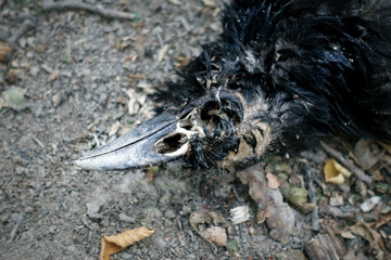 Dead crow lying on floor