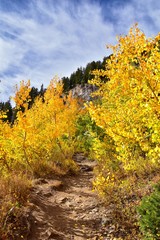Naklejka premium Silver Lake by Solitude and Brighton Ski resort in Big Cottonwood Canyon. Panoramic Views from the hiking and boardwalk trails of the surrounding mountains, aspen and pine trees in brilliant fall autu