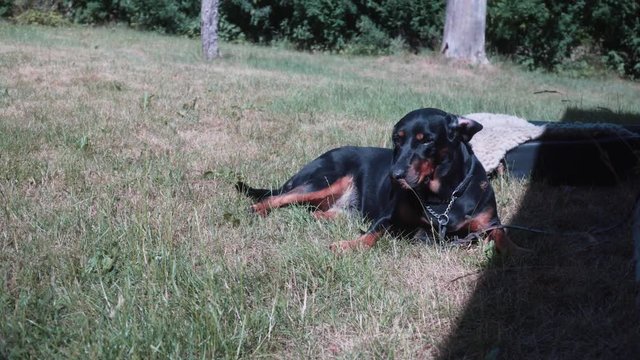 A beautiful coonhound dog lying in grass on a hot summer day. Looking around wondering what is moving in the grass.