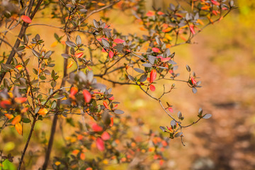 Nature autumn background with golden foliage in shallow depth of field.