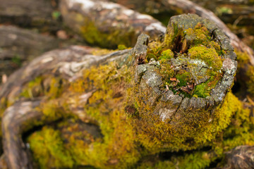 Close up Old stump overgrown with moss near the river. Natural backgraund with old rotten stump with roots.