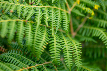 Lush green leafs of plant