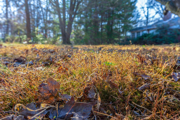 old grass cover the backyard. Show with macro view.