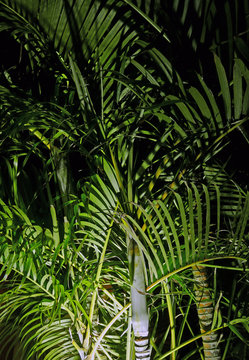 Palm foliage at night