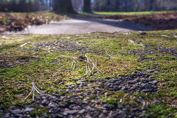 Green moss grown up cover the asphalt driveway Show with macro view. 
