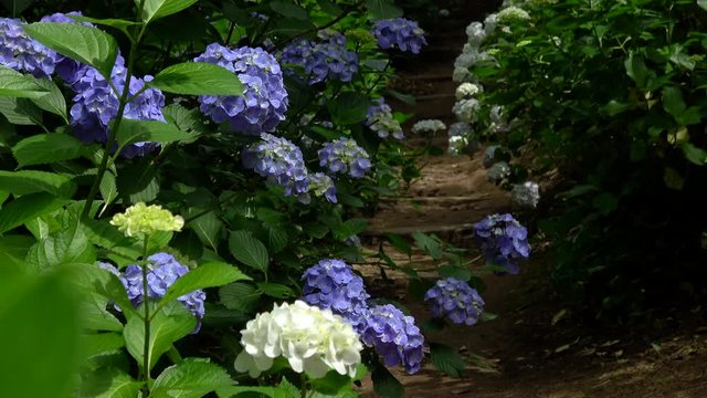Pathway with the hydrangea flowers, 4K
