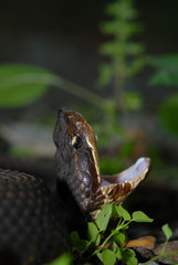 Water Moccasin