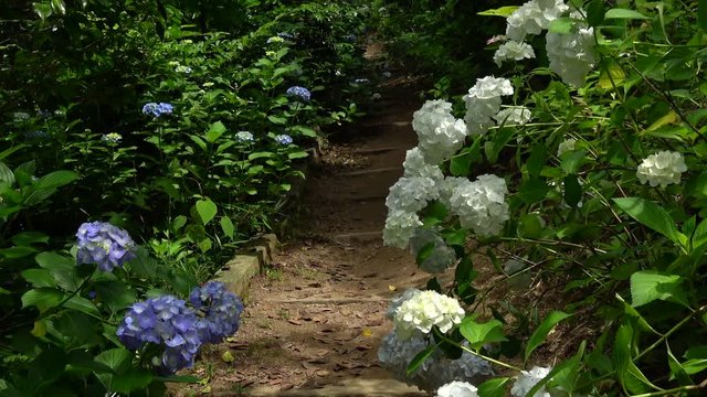 Handheld shot of walking on the trail with hydrangeas, 4K