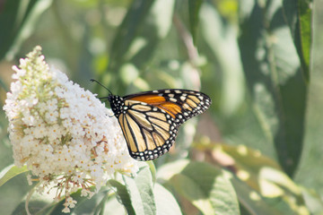 Monarch on buddleia