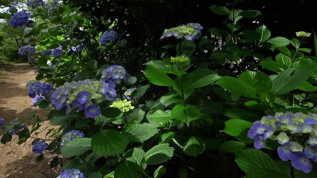 Handheld shot of walking on the trail with hydrangeas, 4K