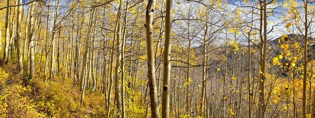 Silver Lake by Solitude and Brighton Ski resort in Big Cottonwood Canyon. Panoramic Views from the hiking and boardwalk trails of the surrounding mountains, aspen and pine trees in brilliant fall autu