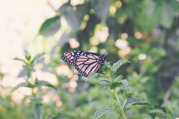 Monarch on mint
