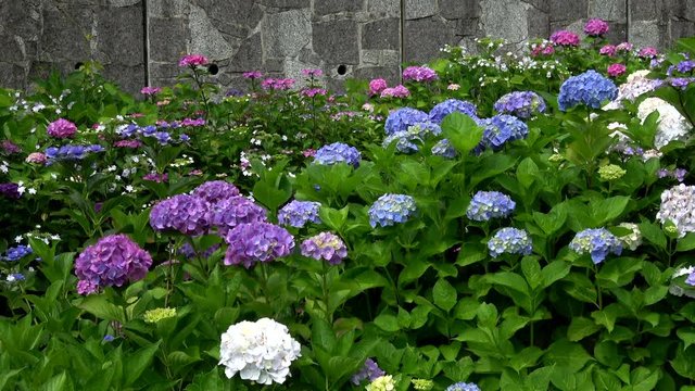 Colorful hydrangea flowers waving in the wind, 4K