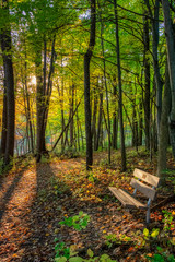 Hiking trail through summer woods with bench.