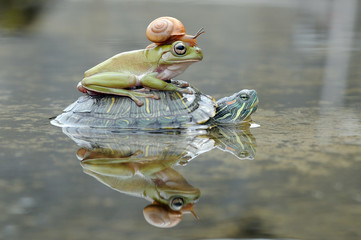 Kikker met schildpad en slak