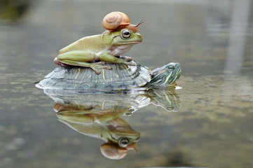 Fotobehang Kikker Kikker met schildpad en slak