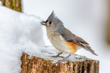 Tufted Titmouse (Baeolophus bicolor) perched on a snowy stump in winter.