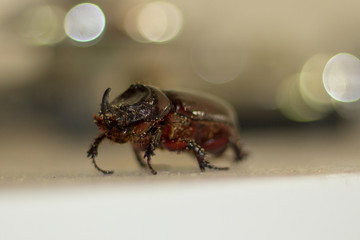 rhino beetle on rusty metal 