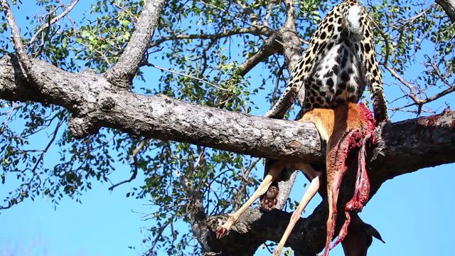 Watchful leopard protecting a killed impala antelope on a tree branch, at the Greater Kruger National Park
(wide shot) (rear view)