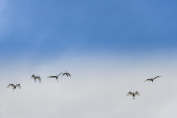 AVES