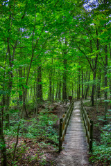 Wooden footbridge across a shallow ravine in the woods in Kensington Metropark, Milford, Michigan.