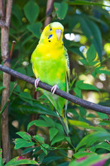Beautiful Australian Budgerigar (Melopsittacus undulatus), also known as Budgie or Parakeet, in captivity.