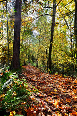 Leafy trail through woods