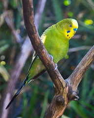 Beautiful Australian Budgerigar (Melopsittacus undulatus), also known as Budgie or Parakeet, in captivity.