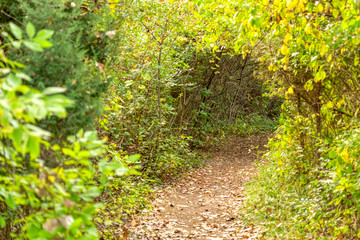 A beautiful and mysterious tunnel of trees and brush greets hikers on the Wildwing Trail, one of several nature trails in Kensington Metropark, Milford, Michigan.