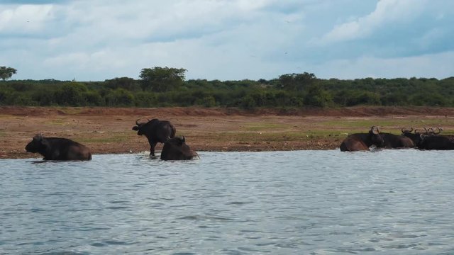Beautiful view of Buffalos standing at the border of Lake Albert