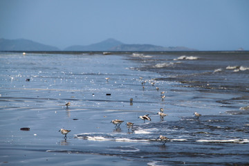 Sand Pipers in the Surf