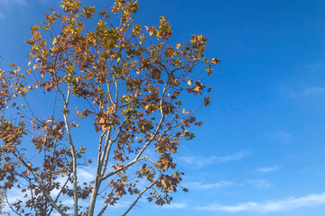tree and sky