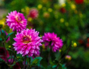 Obraz premium flowers in garden