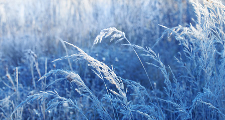 beautiful wild grass in frost