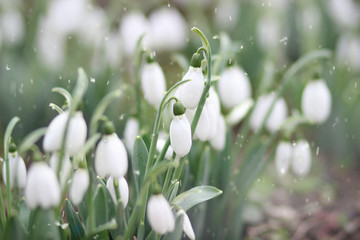 snowdrops. first forest flowers.