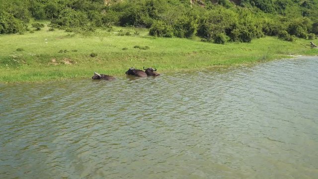 Beautiful view of Buffalos bathing at the border of Lake Albert