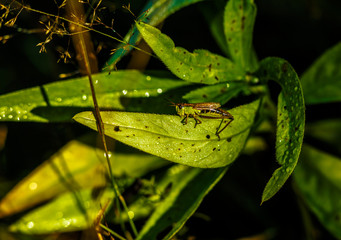 green frog on leaf