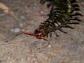 Close up of Centipedes on the ground.