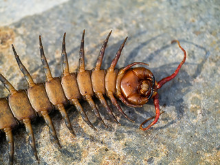 Close up of Centipedes on the ground.