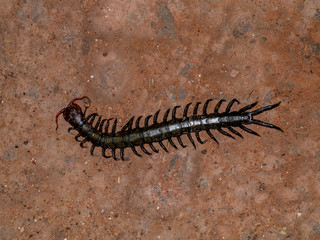 Close up of Centipedes on the ground.