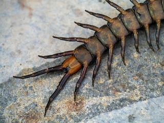Close up of Centipedes on the ground.
